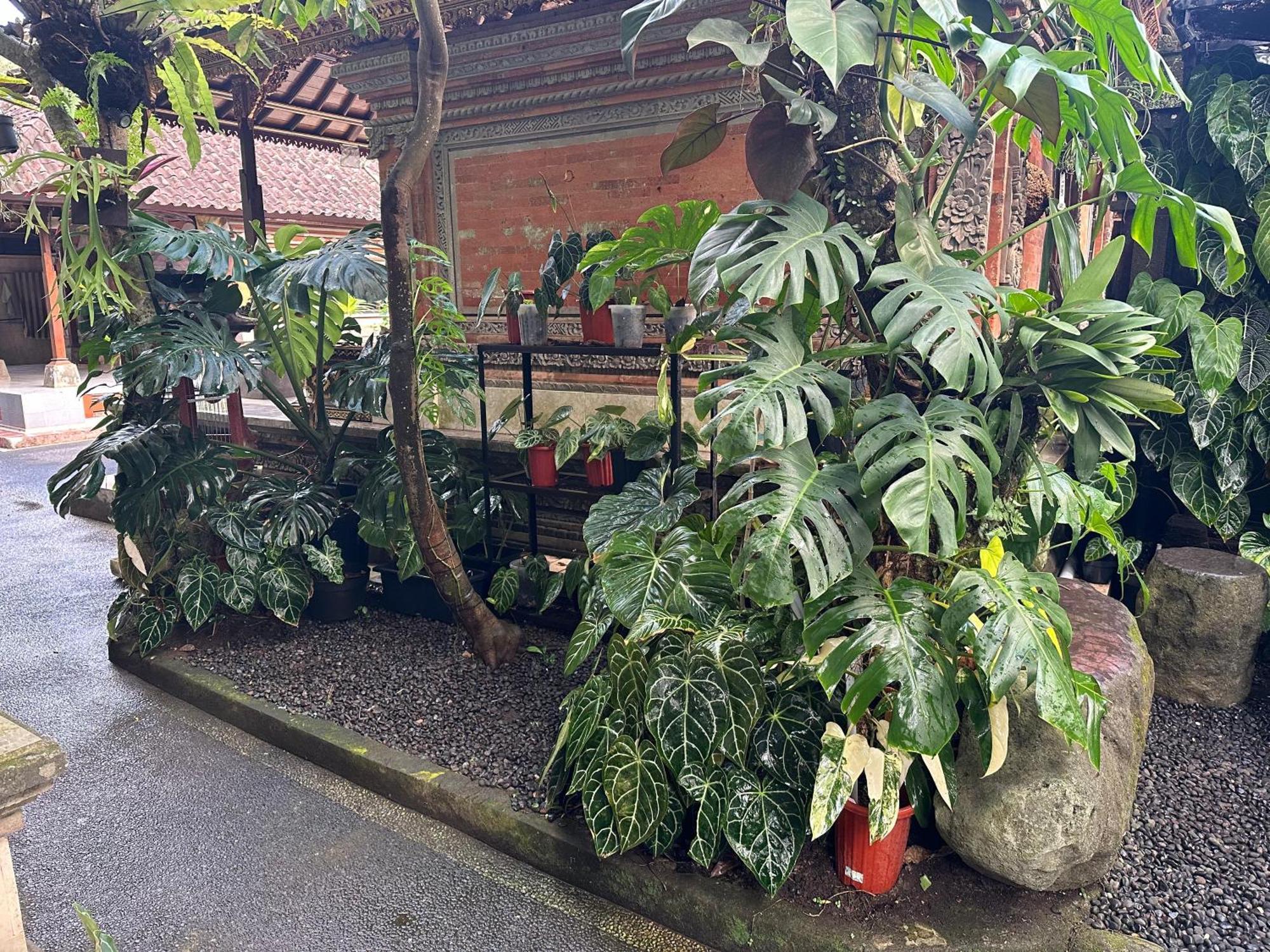 Naeera Guest House 우붓 외부 사진